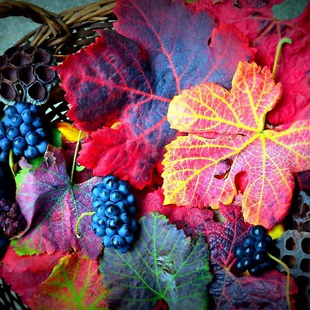 Casa De Colores 农家乐