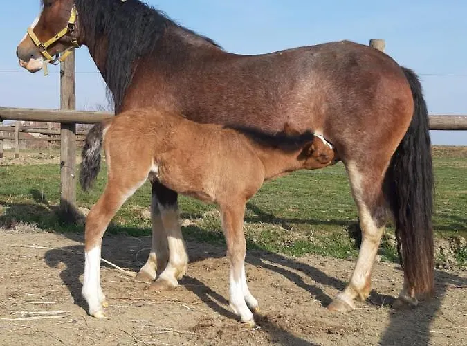 Alojamento de Turismo Rural Casa De Colores